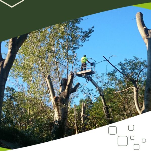 Servizio potatura tree climbing in Versilia Lucca: cura degli alberi in totale sicurezza con TecnoEcoAmbiente